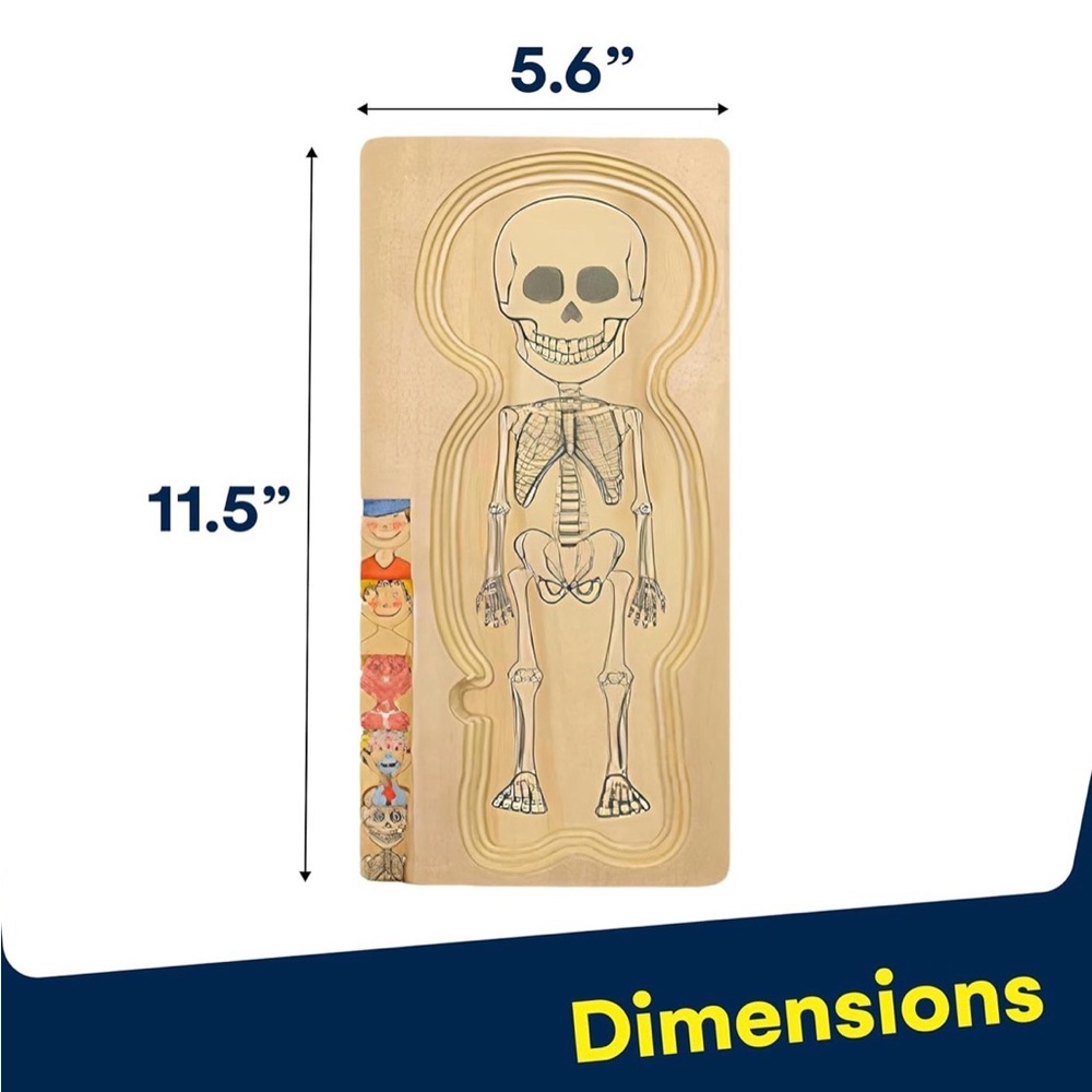 Boy Anatomy Puzzle - Picture 7 of 8